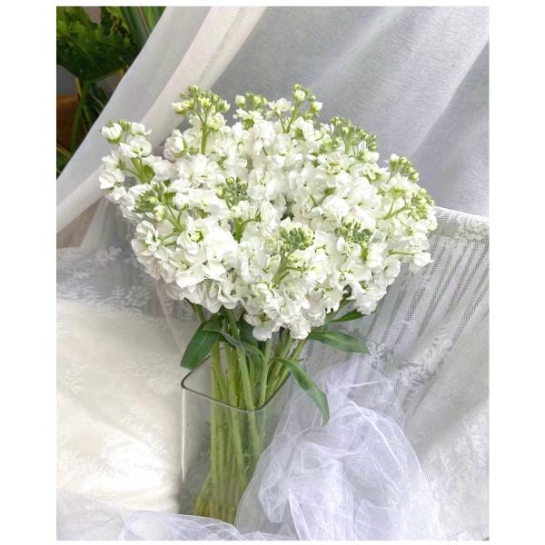 White Violet